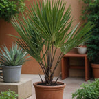 Palmier chinezesc pitic - Chamaerops humilis - Înălţime 50-60cm - ⌀15cm