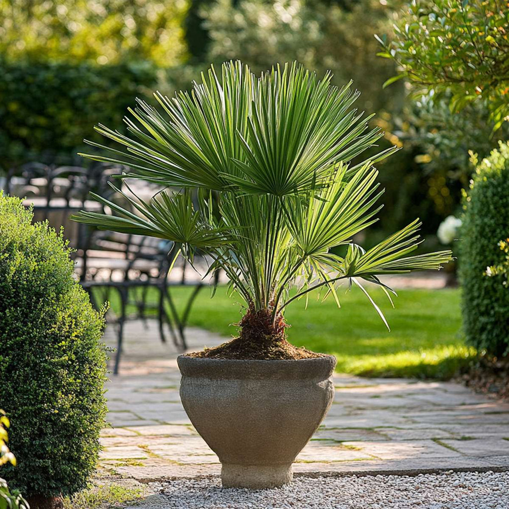 Palmier chinezesc pitic - Chamaerops humilis - Înălţime 50-60cm - ⌀15cm