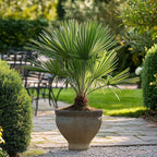 Palmier chinezesc pitic - Chamaerops humilis - Înălţime 50-60cm - ⌀15cm