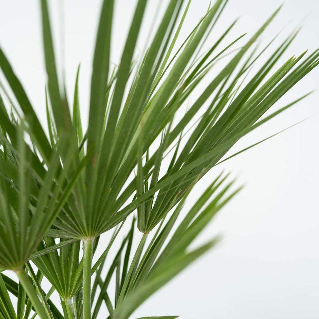 Palmier chinezesc pitic - Chamaerops humilis - Înălţime 50-60cm - ⌀15cm