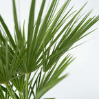 Palmier chinezesc pitic - Chamaerops humilis - Înălţime 50-60cm - ⌀15cm