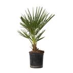 Palmier chinezesc pitic - Chamaerops humilis - Înălţime 50-60cm - ⌀15cm