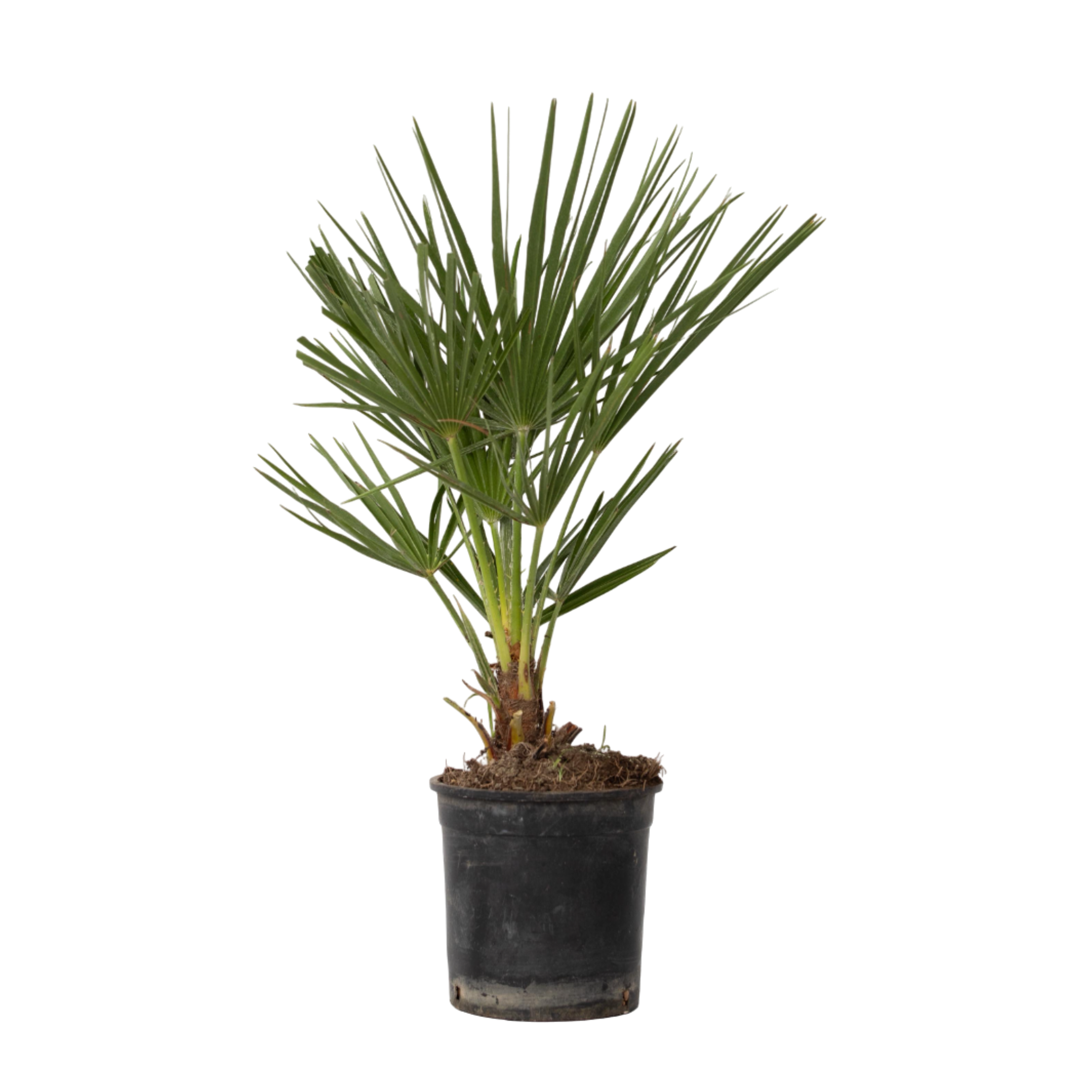 Palmier chinezesc pitic - Chamaerops humilis - Înălţime 50-60cm - ⌀15cm