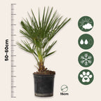 Palmier chinezesc pitic - Chamaerops humilis - Înălţime 50-60cm - ⌀15cm