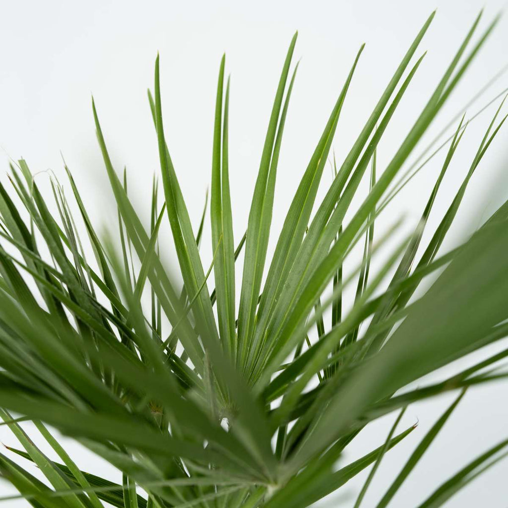 Palmier chinezesc pitic - 2 buc - Chamaerops humilis - Înălţime 50-60cm - ⌀15cm
