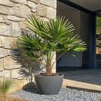 Palmier chinezesc pitic - Chamaerops humilis - Înălţime 70-80cm - ⌀21cm
