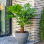 Palmier chinezesc pitic - Chamaerops humilis - Înălţime 70-80cm - ⌀21cm