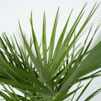 Palmier chinezesc pitic - Chamaerops humilis - Înălţime 70-80cm - ⌀21cm