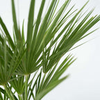 Palmier chinezesc pitic - Chamaerops humilis - Înălţime 70-80cm - ⌀21cm