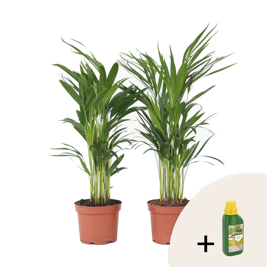 Areca - 2 buc - Dypsis lutescens - Înălţime 60-70cm - ⌀17cm