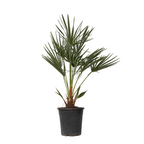 Palmier chinezesc pitic - Chamaerops humilis - Înălţime 70-80cm - ⌀21cm