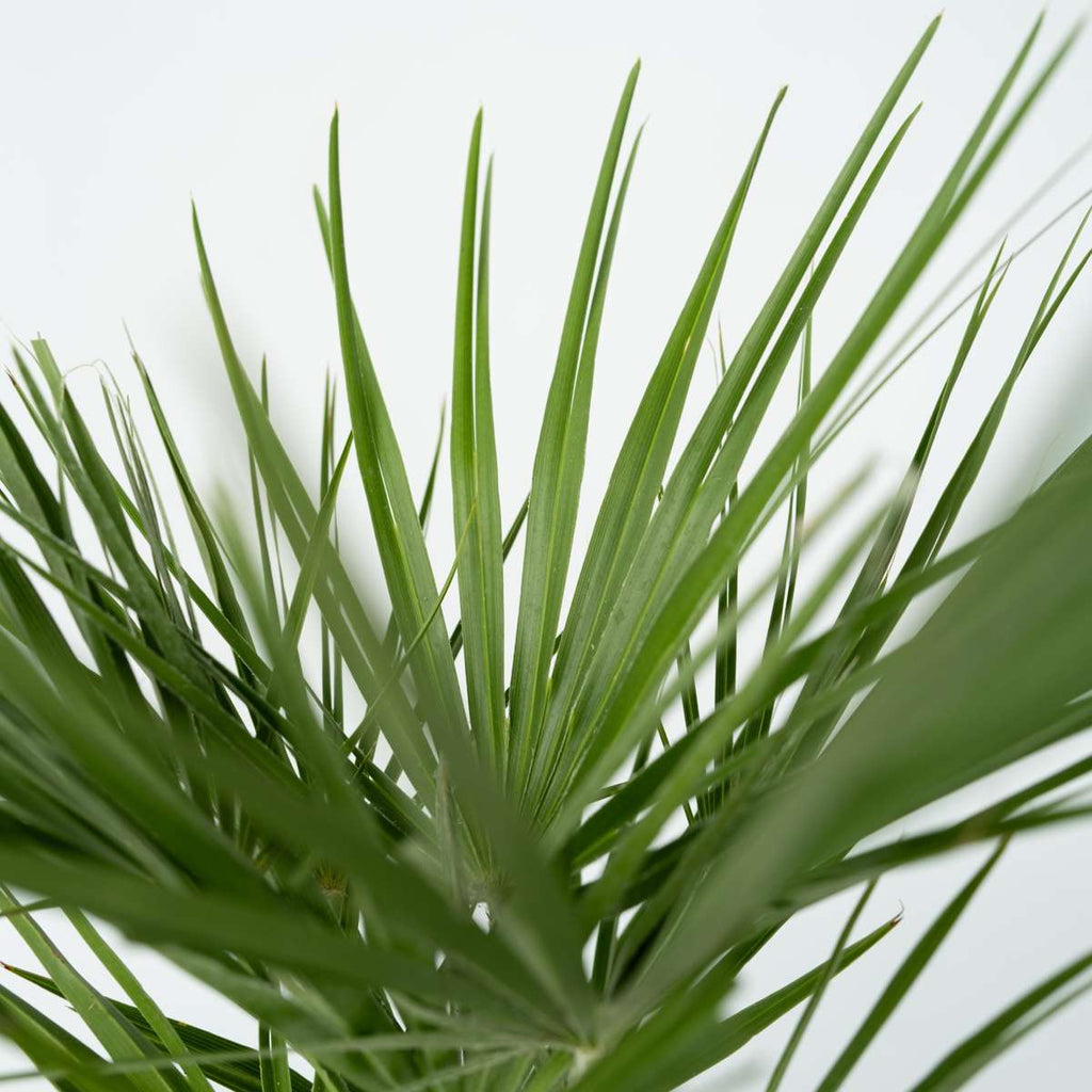 Palmier chinezesc pitic - 2 buc - Chamaerops humilis - Înălţime 70-80cm - ⌀21cm