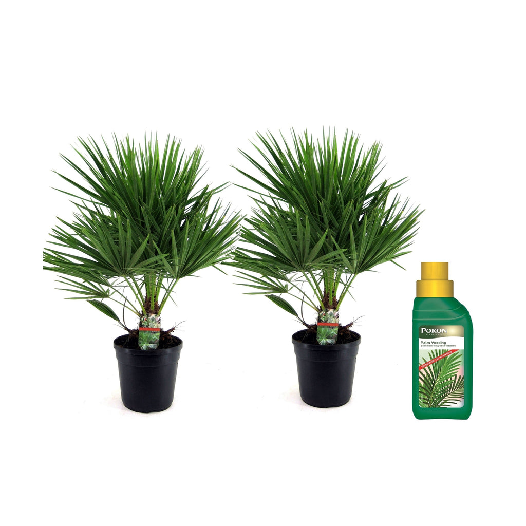 Palmier chinezesc pitic - 2 buc - Chamaerops humilis - Înălţime 70-80cm - ⌀21cm