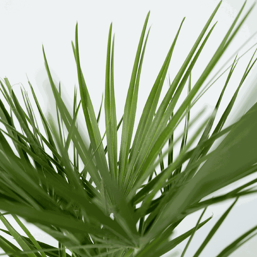 Palmier chinezesc pitic - 2 buc - Chamaerops humilis - Înălţime 70-80cm - ⌀21cm