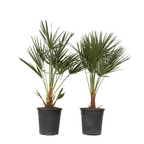 Palmier chinezesc pitic - 2 buc - Chamaerops humilis - Înălţime 70-80cm - ⌀21cm