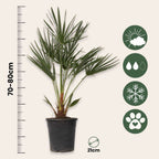Palmier chinezesc pitic - Chamaerops humilis - Înălţime 70-80cm - ⌀21cm