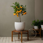 Portocal - Citrus mitis 'Calamondin' - Înălţime 55-65cm - ⌀19cm