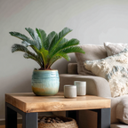 Sagotier japonez - Cycas revoluta - Înălţime 45-60cm - ⌀15cm