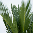 Sagotier japonez - Cycas revoluta - Înălţime 45-60cm - ⌀15cm