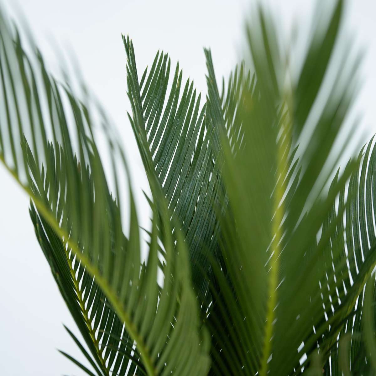 Sagotier japonez - Cycas revoluta - Înălţime 45-60cm - ⌀15cm