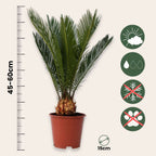 Sagotier japonez - Cycas revoluta - Înălţime 45-60cm - ⌀15cm