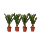 Sagotier japonez - 4 buc - Cycas revoluta - Înălţime 45-60cm - ⌀15cm