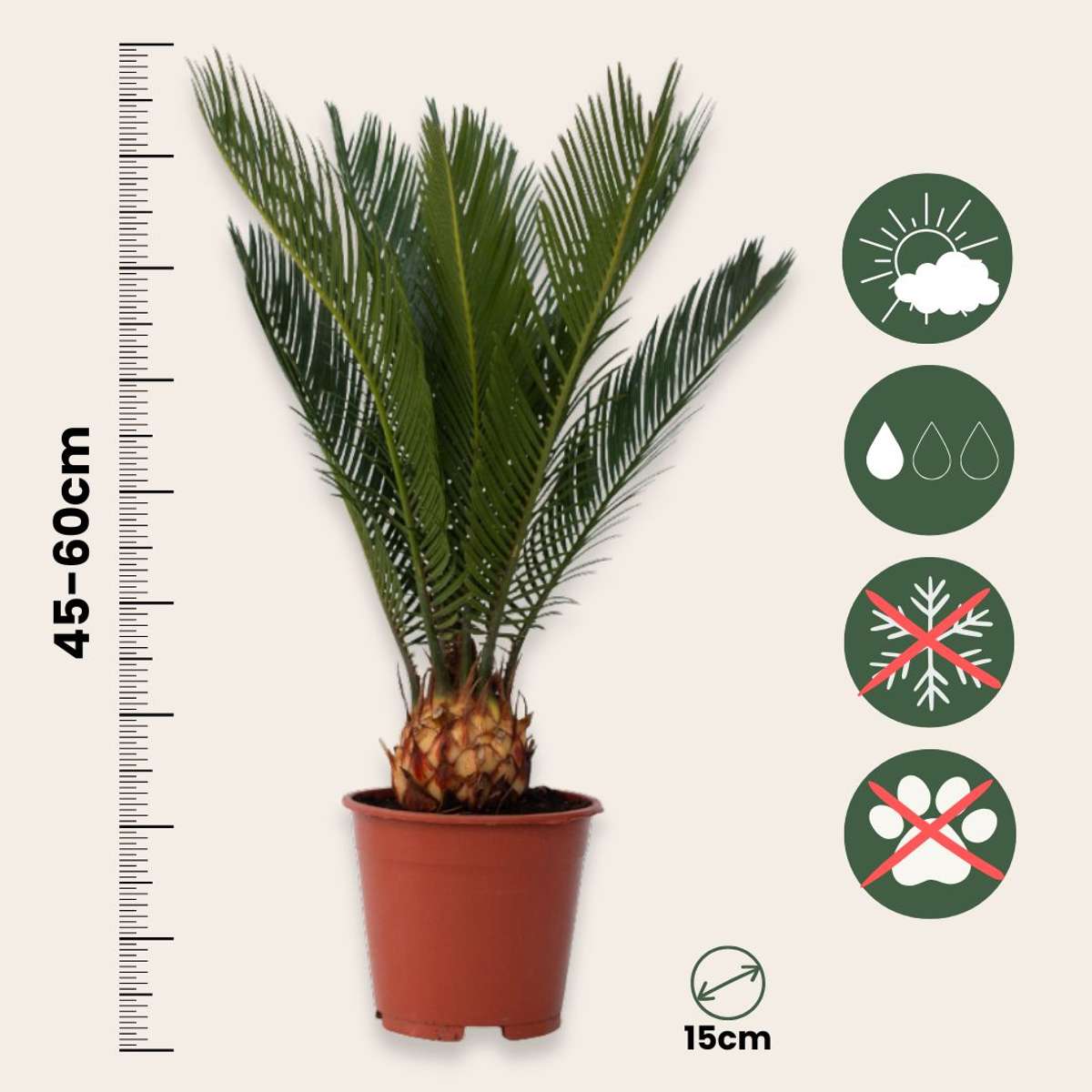 Sagotier japonez - 4 buc - Cycas revoluta - Înălţime 45-60cm - ⌀15cm
