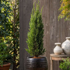 Chiparos - Cupressus sempervirens - Înălţime 70-80cm - ⌀19cm