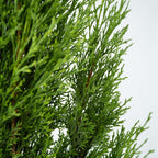 Chiparos - Cupressus sempervirens - Înălţime 70-80cm - ⌀19cm