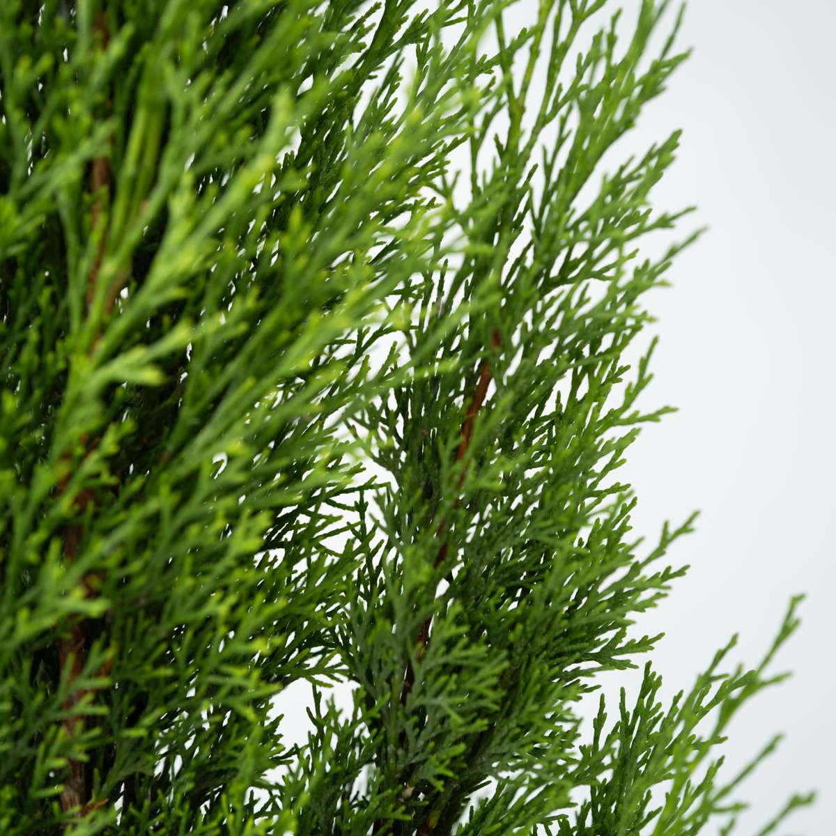 Chiparos - Cupressus sempervirens - Înălţime 70-80cm - ⌀19cm
