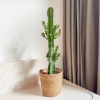 Cactus copacul candelabru - Euphorbia ingens - Inclusiv coș - 50-60cm - ⌀17cm
