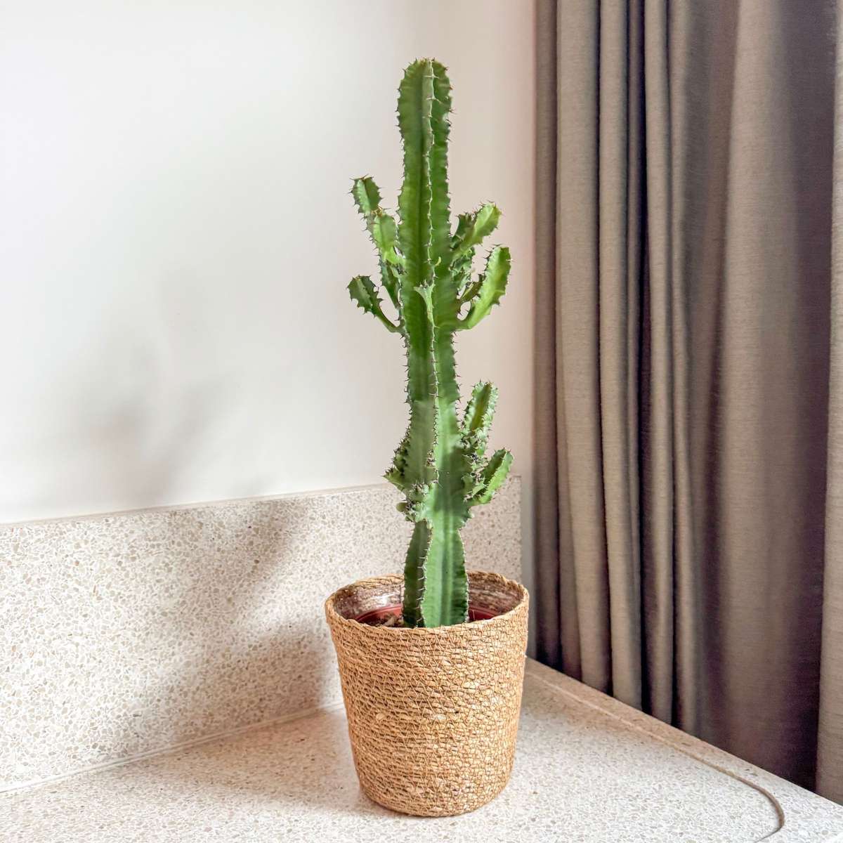 Cactus copacul candelabru - Euphorbia ingens - Inclusiv coș - 50-60cm - ⌀17cm