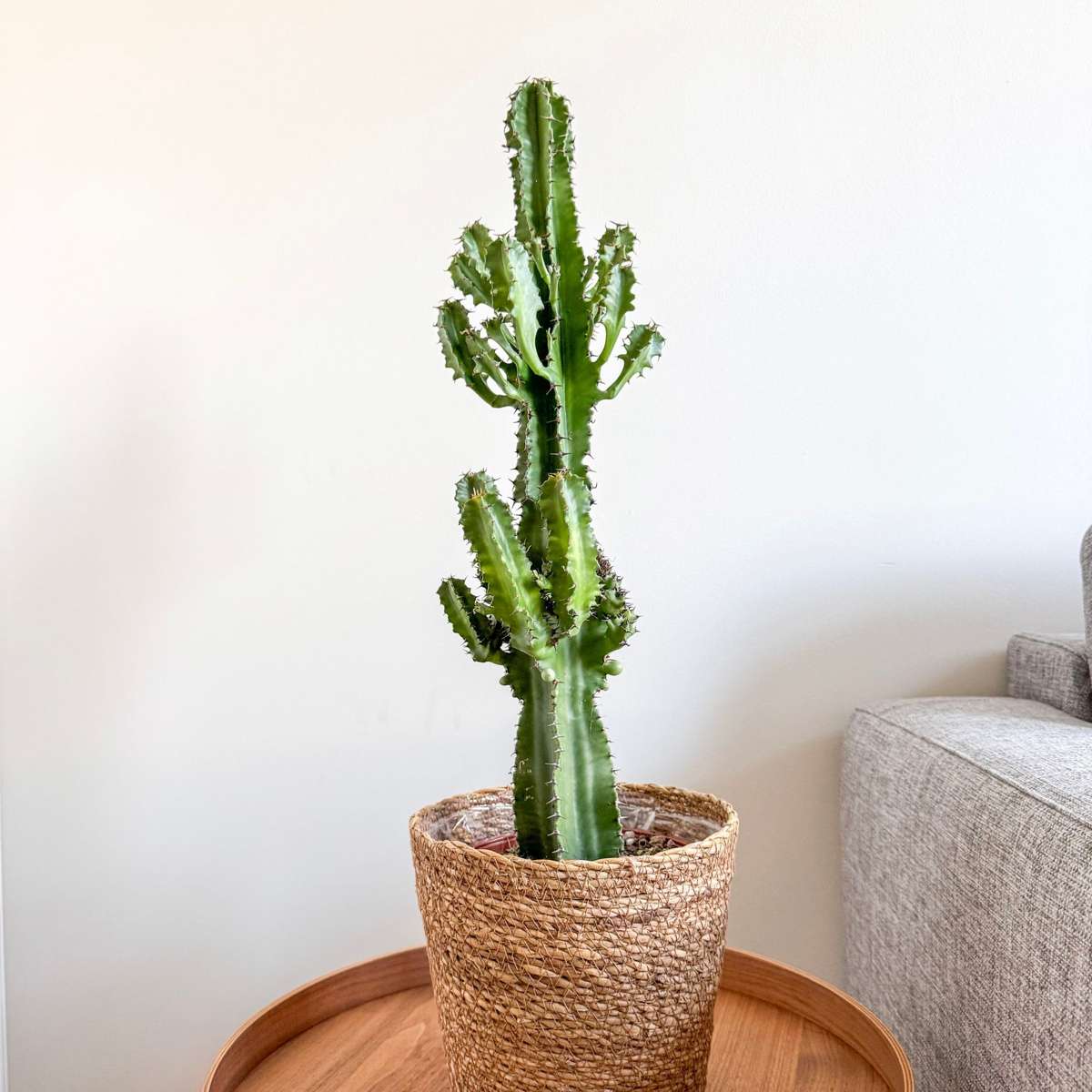 Cactus copacul candelabru - Euphorbia ingens - Inclusiv coș - 50-60cm - ⌀17cm