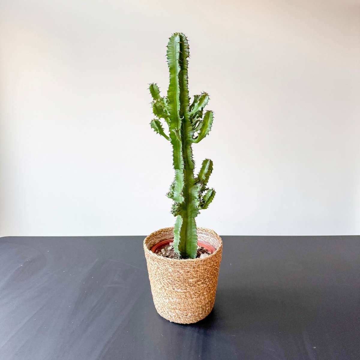 Cactus copacul candelabru - Euphorbia ingens - Inclusiv coș - 50-60cm - ⌀17cm