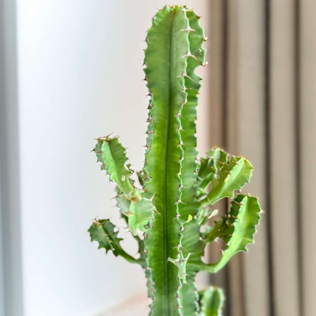 Cactus copacul candelabru - Euphorbia ingens - Inclusiv coș - 50-60cm - ⌀17cm