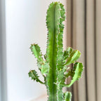 Cactus copacul candelabru - Euphorbia ingens - Inclusiv coș - 50-60cm - ⌀17cm