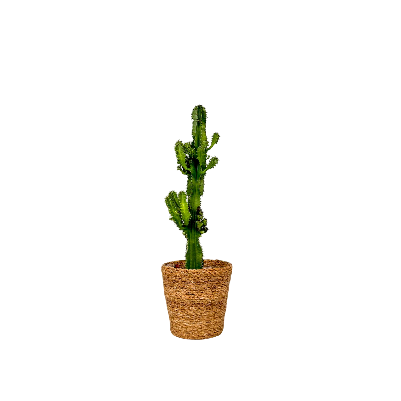 Cactus copacul candelabru - Euphorbia ingens - Inclusiv coș - 50-60cm - ⌀17cm