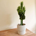 Cactus copacul candelabru - Euphorbia ingens - Înălţime 50-60cm - ⌀17cm