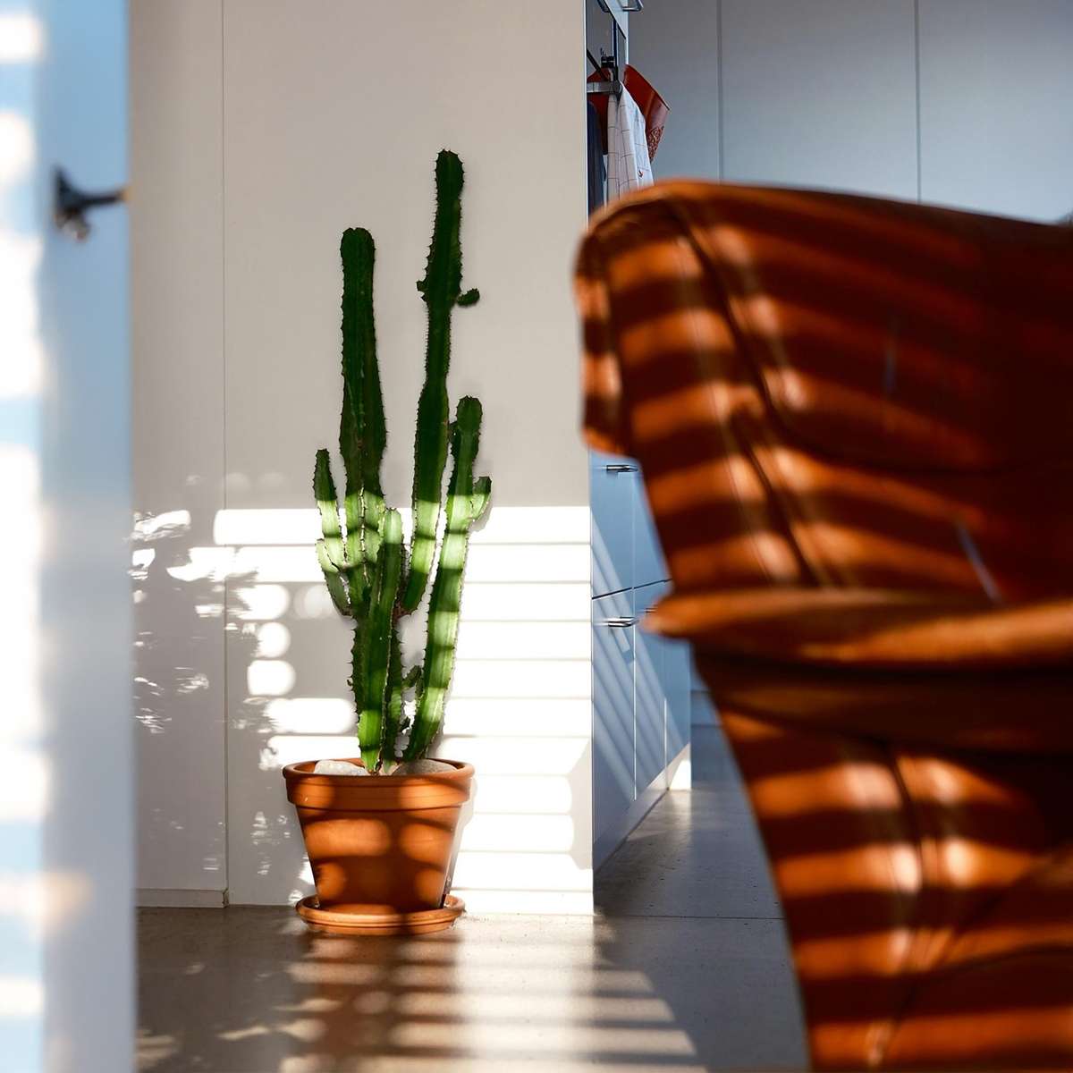 Cactus copacul candelabru - 2 buc - Euphorbia ingens - Înălţime 50-60cm - ⌀17cm