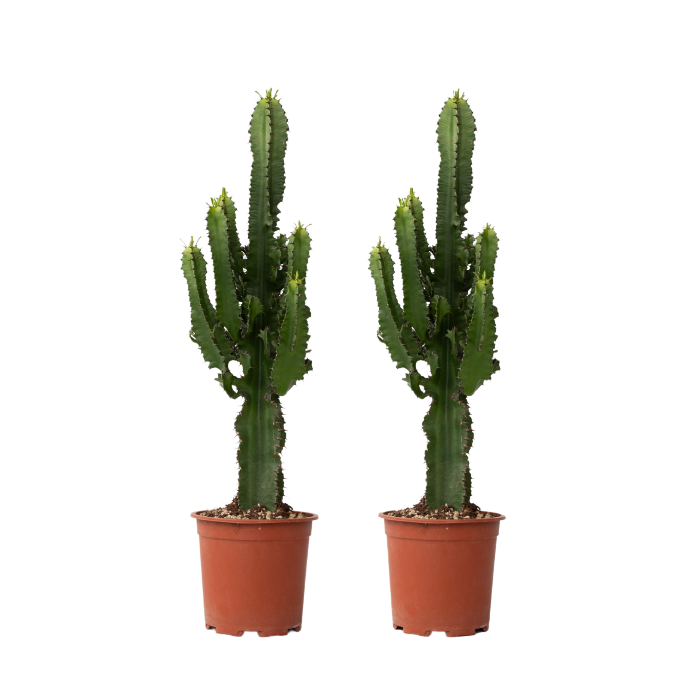 Cactus copacul candelabru - 2 buc - Euphorbia ingens - Înălţime 50-60cm - ⌀17cm