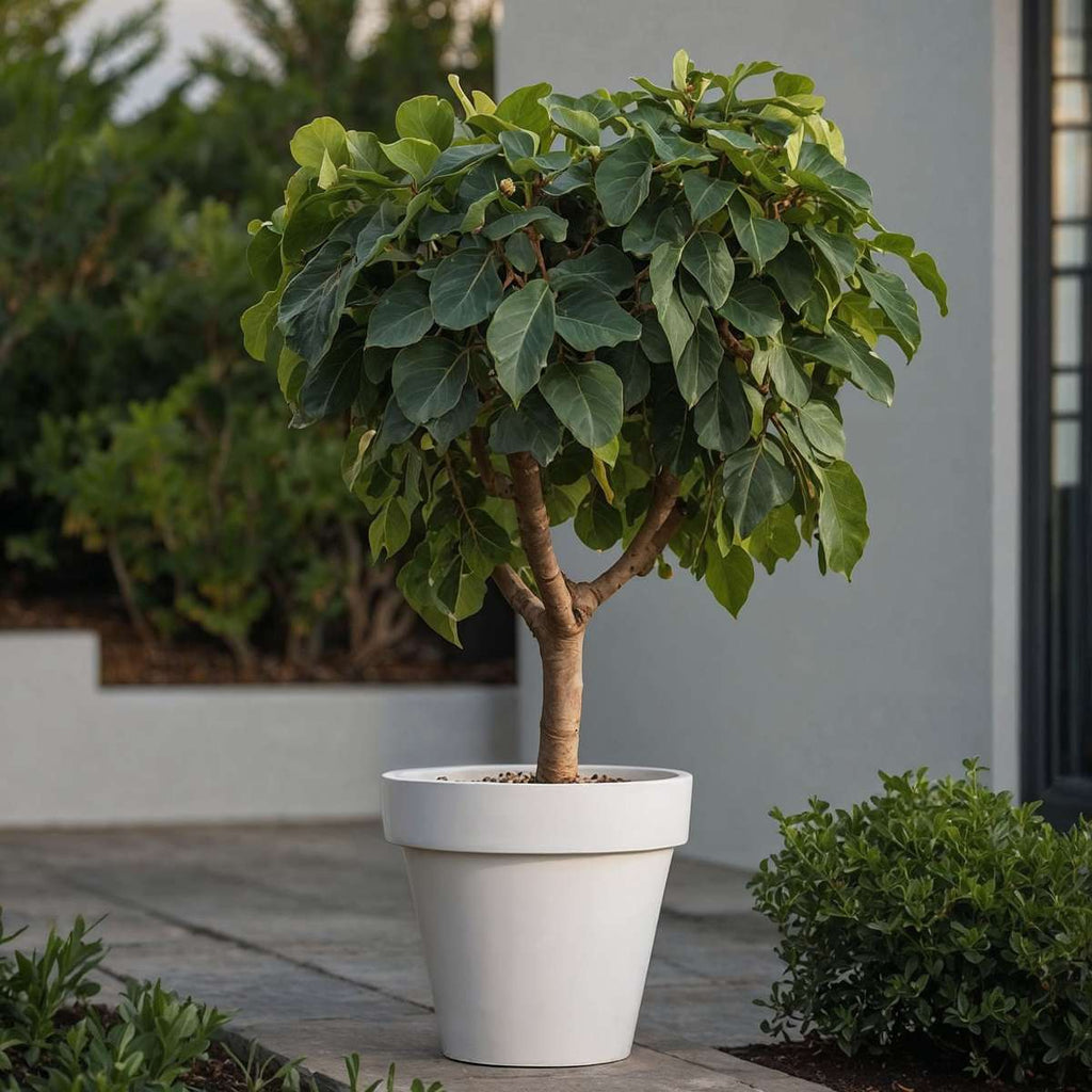 Smochin - 2 buc - Ficus Carica - Înălţime 70-90cm - ⌀21cm