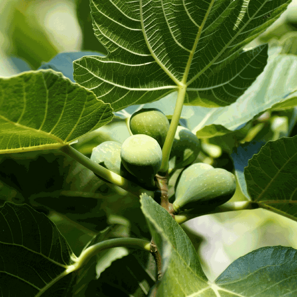 Smochin - 2 buc - Ficus Carica - Înălţime 70-90cm - ⌀21cm