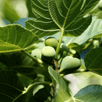 Smochin - 2 buc - Ficus Carica - Înălţime 70-90cm - ⌀21cm