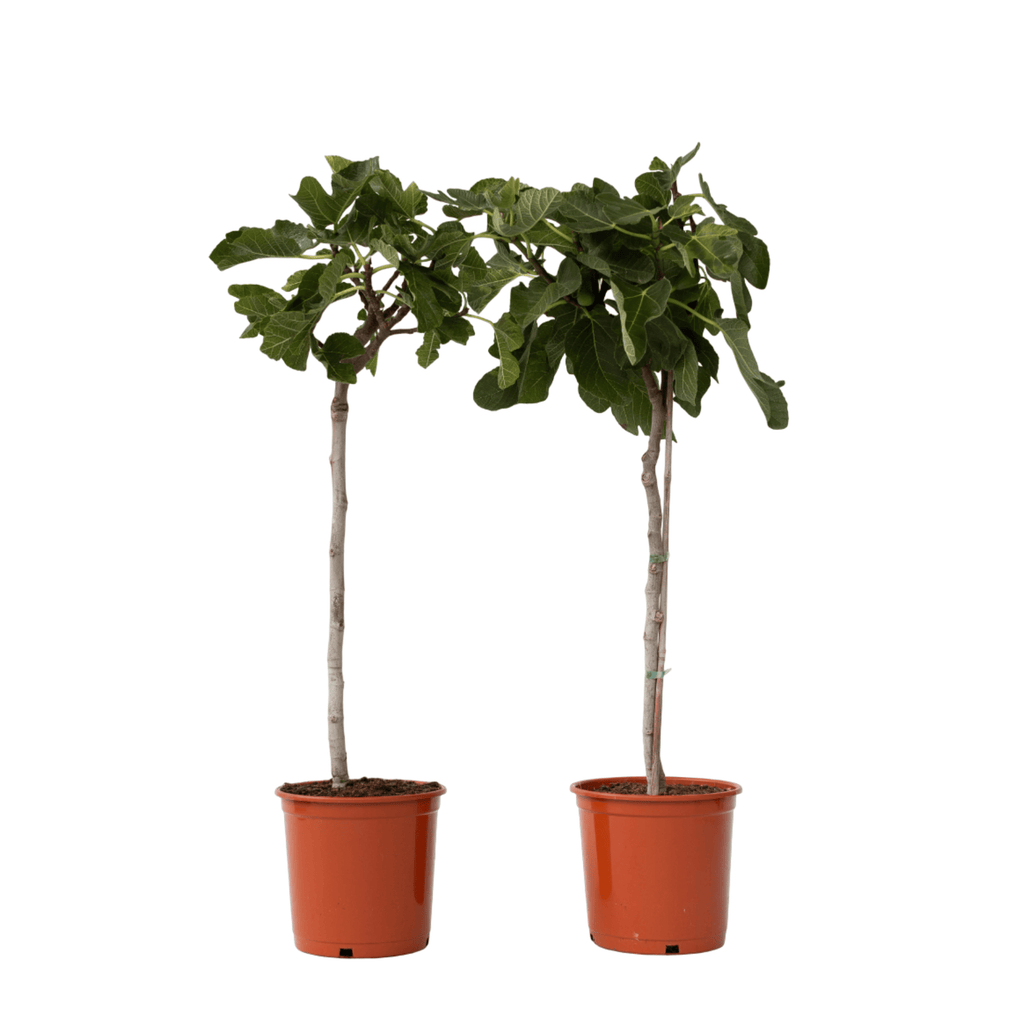Smochin - 2 buc - Ficus Carica - Înălţime 70-90cm - ⌀21cm