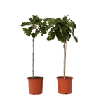 Smochin - 2 buc - Ficus Carica - Înălţime 70-90cm - ⌀21cm