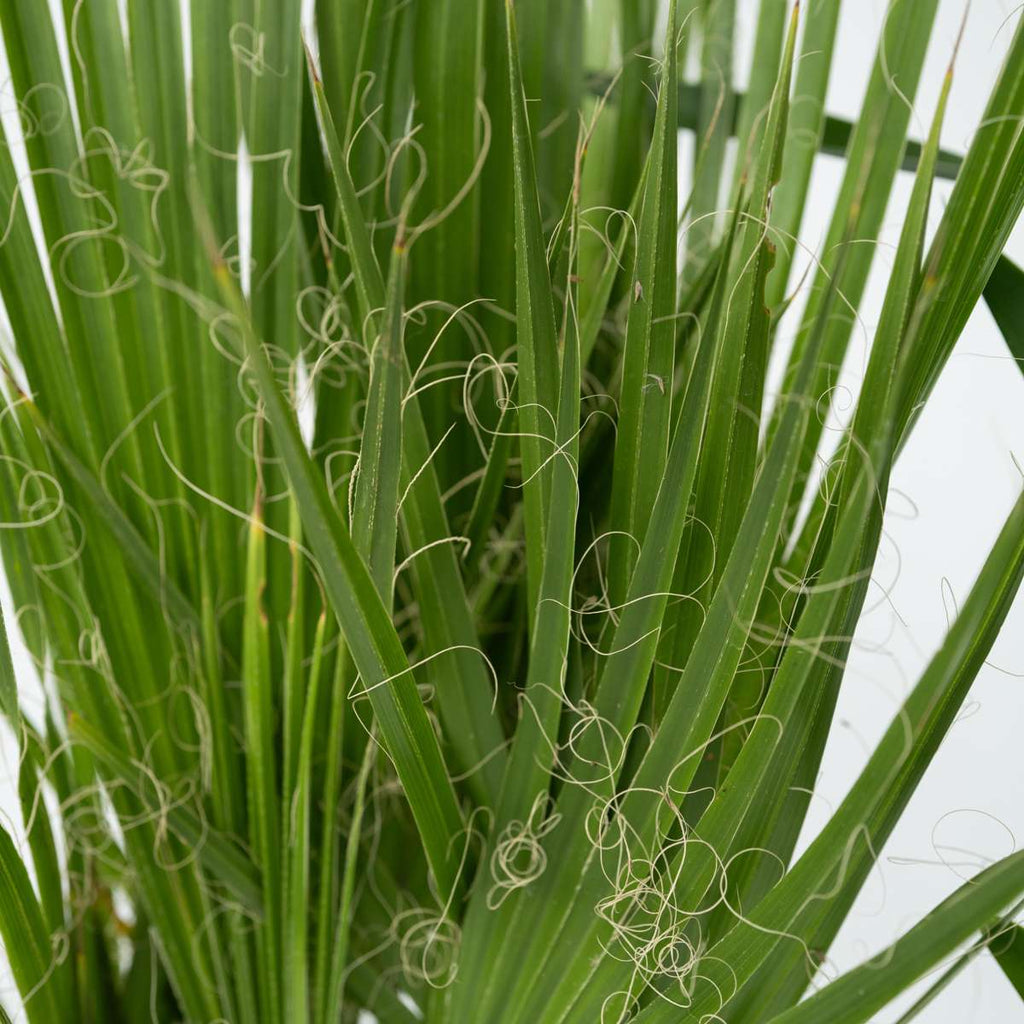 Mix de palmier pentru interior - 3 buc - Pokon - Înălţime 50-70cm - ⌀14cm