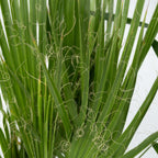 Mix de palmier pentru interior - 3 buc - Pokon - Înălţime 50-70cm - ⌀14cm