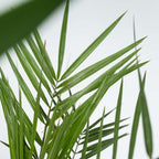 Mix de palmier pentru interior - 3 buc - Pokon - Înălţime 50-70cm - ⌀14cm