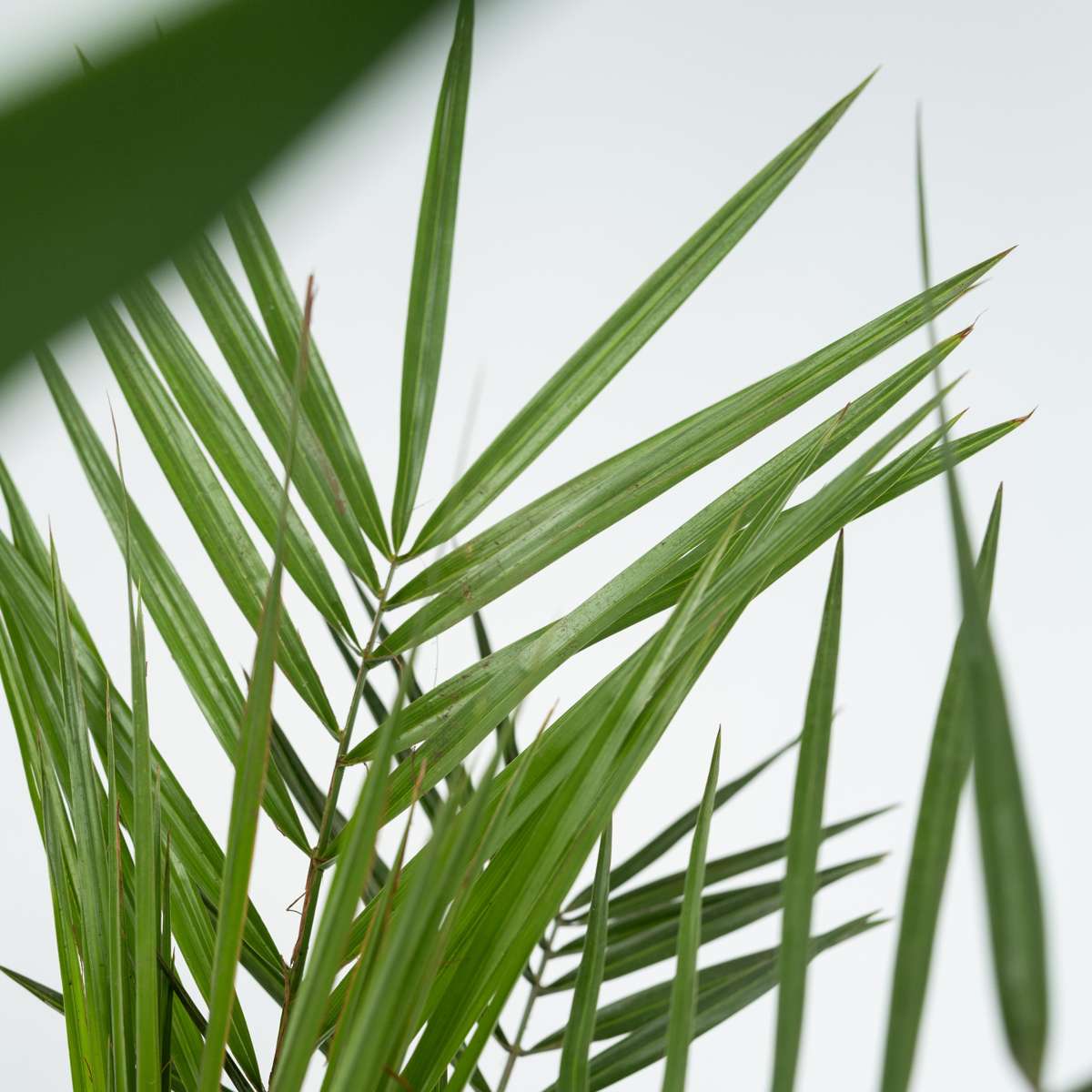 Mix de palmier pentru interior - 3 buc - Pokon - Înălţime 50-70cm - ⌀14cm