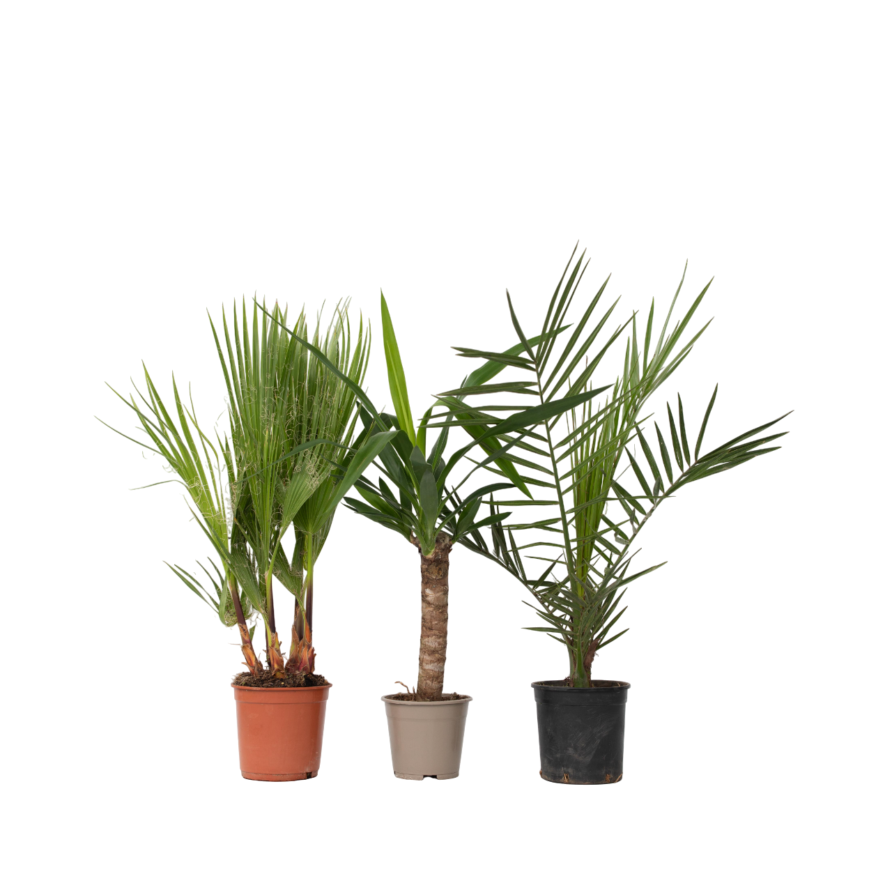 Mix de palmier pentru interior - 3 buc - Indoor Palmmix - În. 50-70cm - ⌀14cm